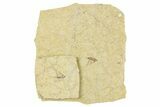 Detailed Fossil Marsh Fly (Tetanocera) - Cereste, France #256075-1